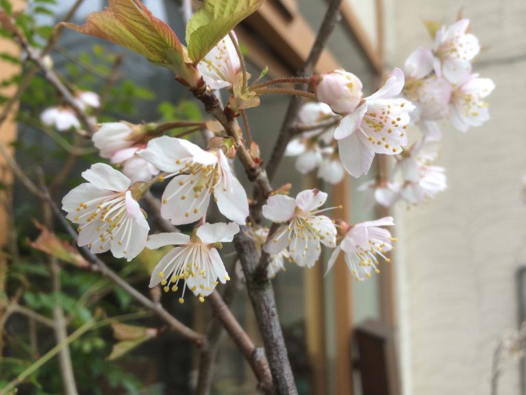 桜ひらひら