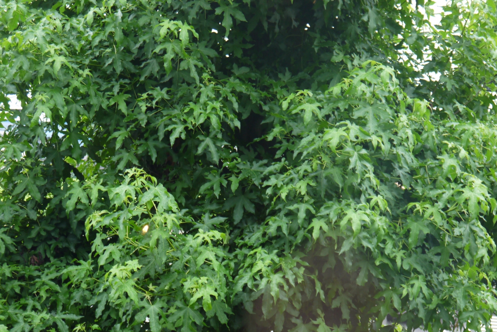 潤いの雨