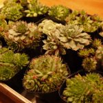 Sempervivum