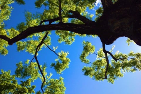 えんじゅの樹画像2