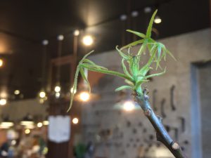 ミヤモト家具、SOLID、富山、金沢、家具、グリーン、DIY、アイアン、観葉植物