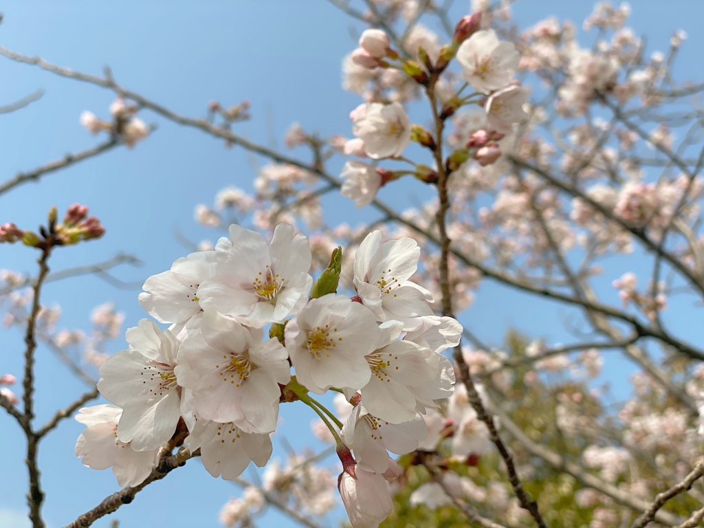 新学期の始まり