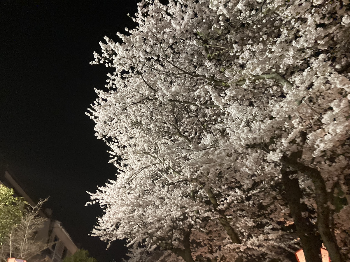 SOLID 金沢 富山 桜