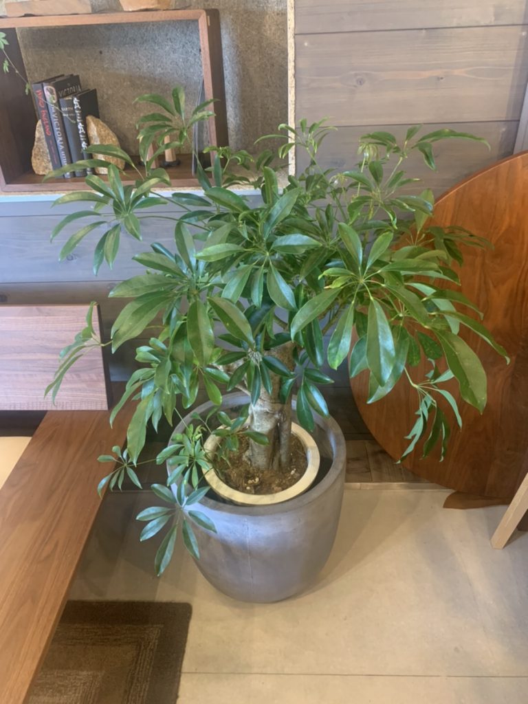 富山　おしゃれ　植物　グリーン　家具