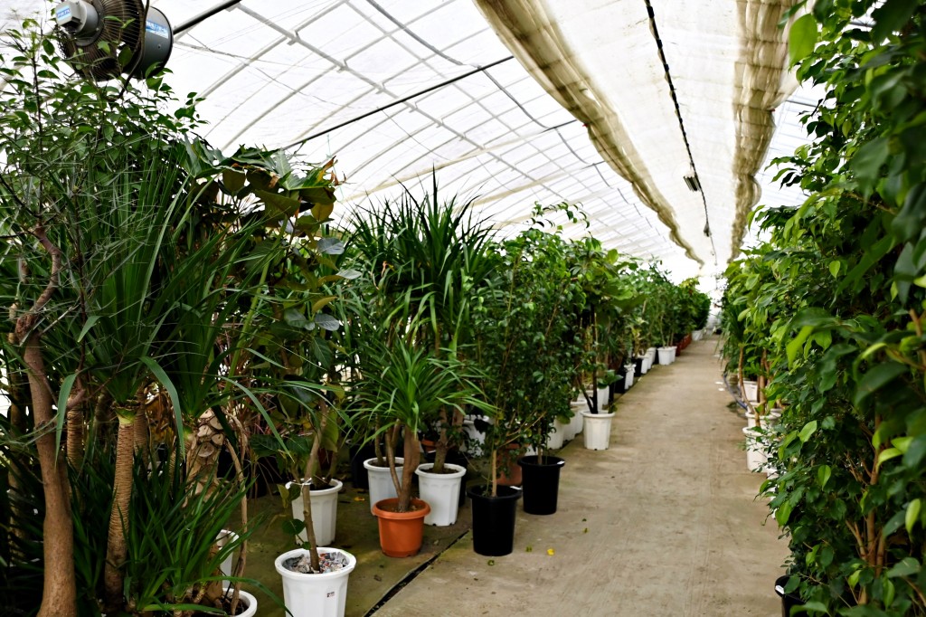 富山　金沢　植物　おすすめ