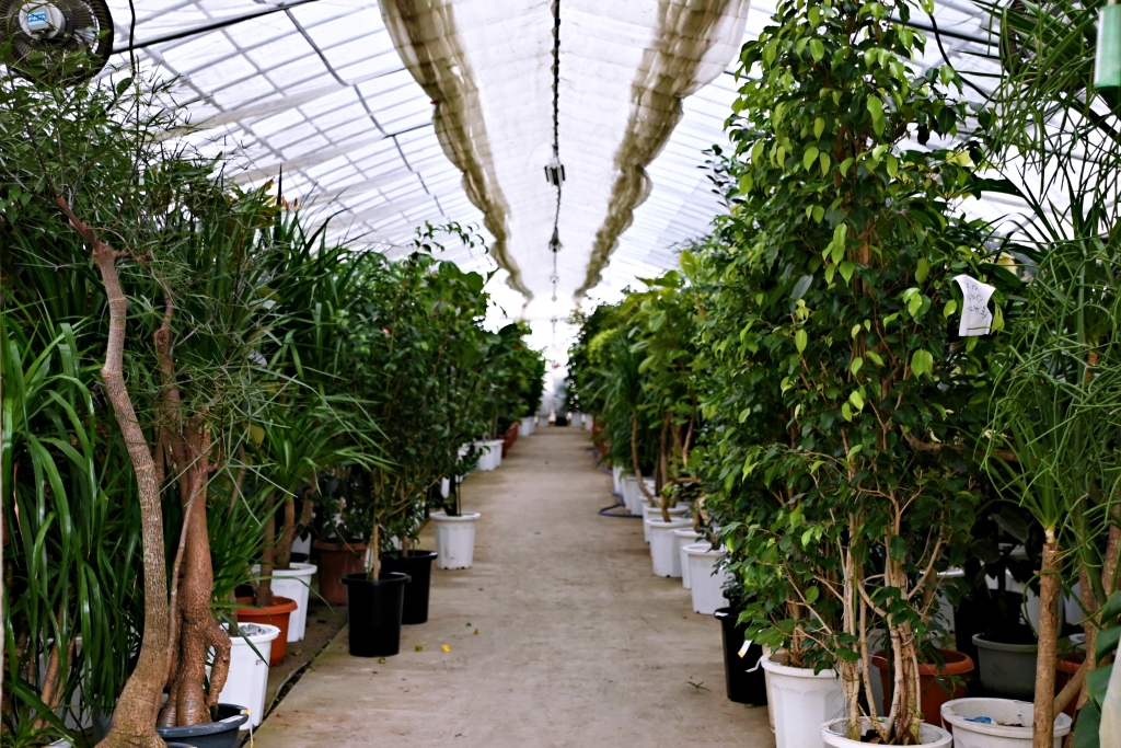 富山　金沢　植物　おすすめ