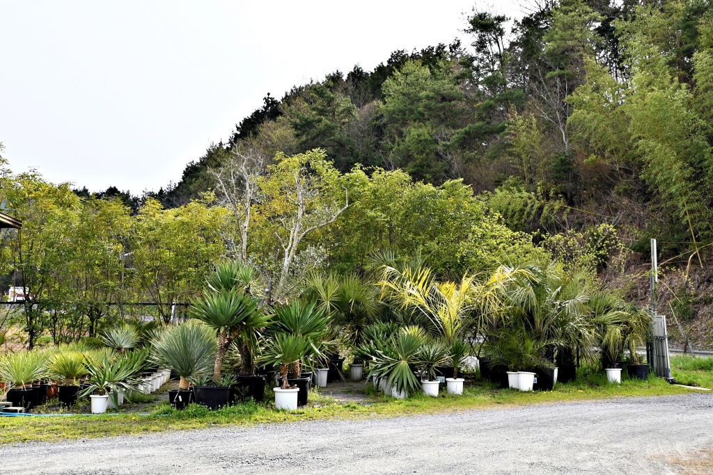 富山　金沢　植物　おすすめ