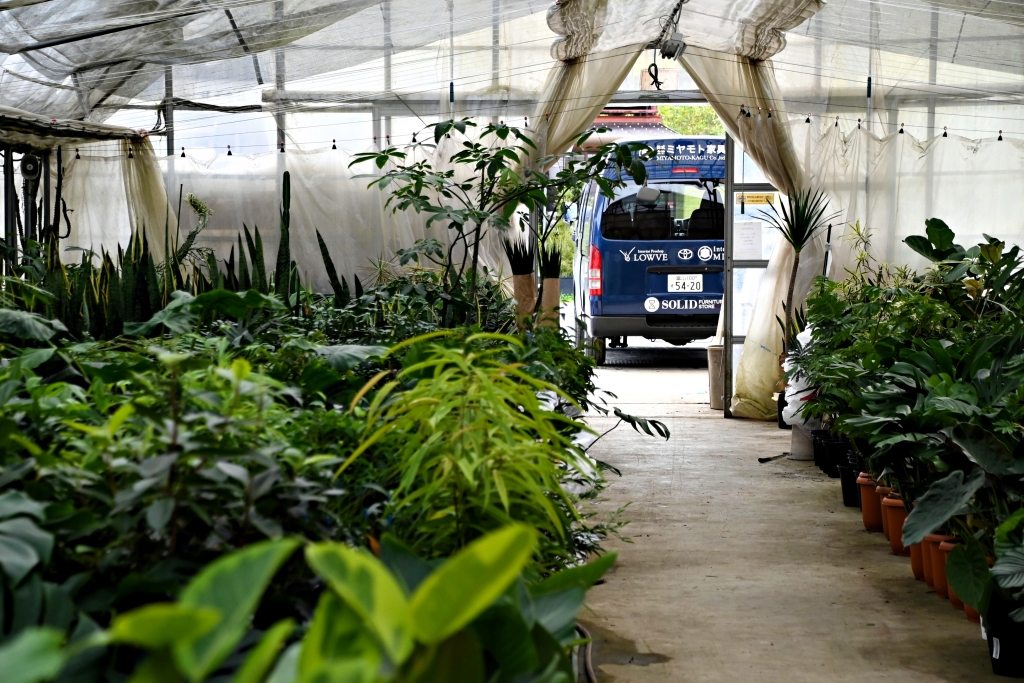 観葉植物もミヤモト家具がアツい！！