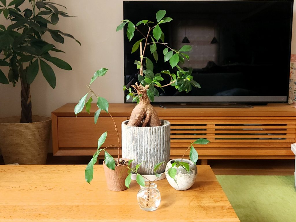 富山　家具　おしゃれ　観葉植物