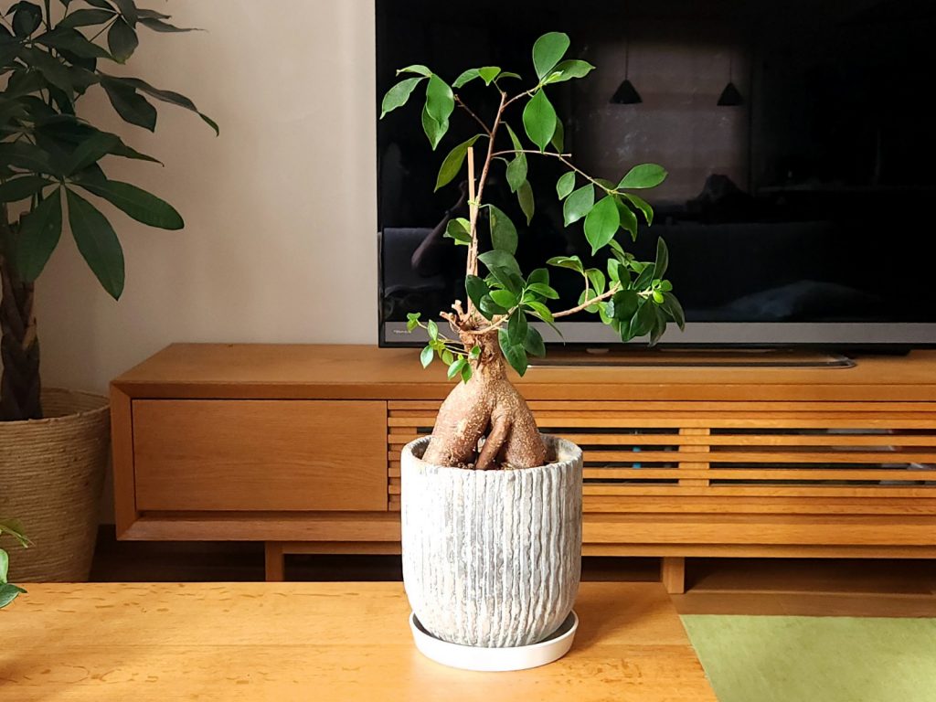 富山　家具　おしゃれ　観葉植物