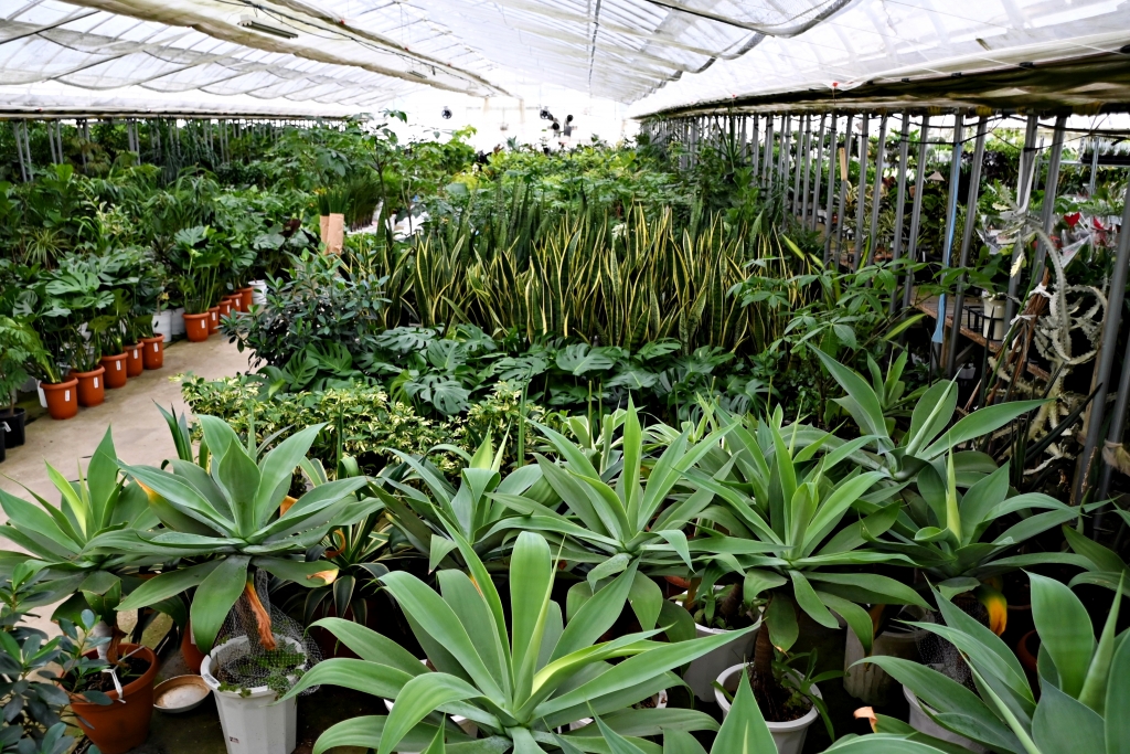 富山　金沢　植物　おすすめ