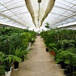 ミヤモト家具は観葉植物も本気です!!