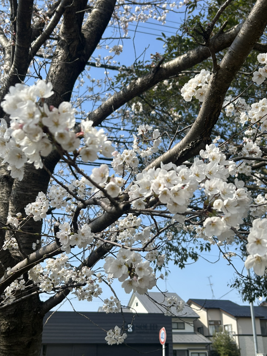 飛騨　新潟　福井　家具　無垢材