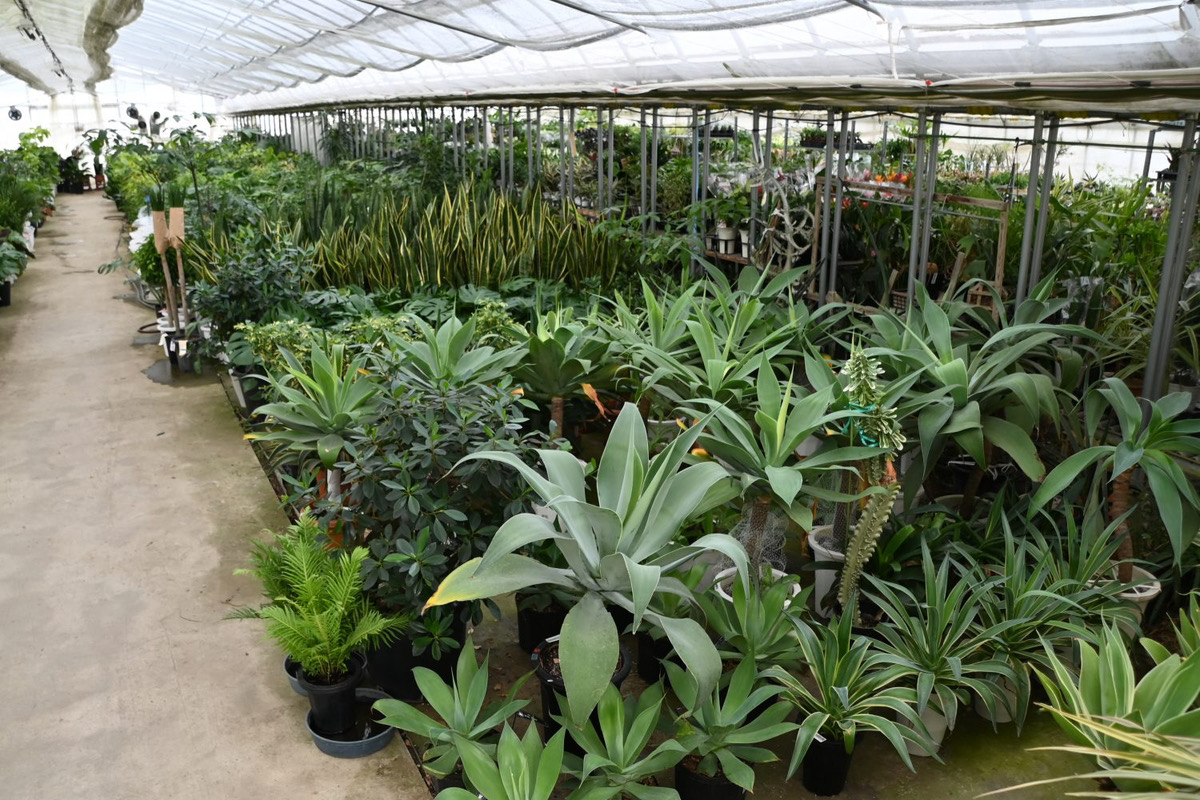 金沢　家具　観葉植物　おしゃれ　おすすめ