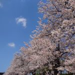 MFC～お花見会～