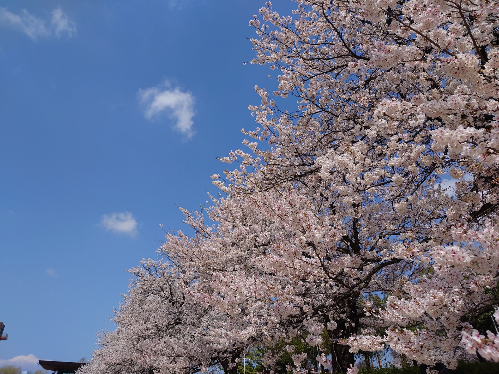 MFC～お花見会～