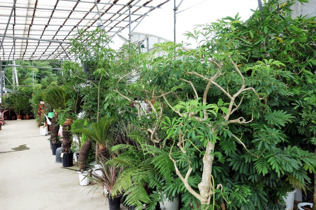 富山　家具　観葉植物　イベント