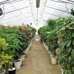 植物が盛り沢山なイベント！